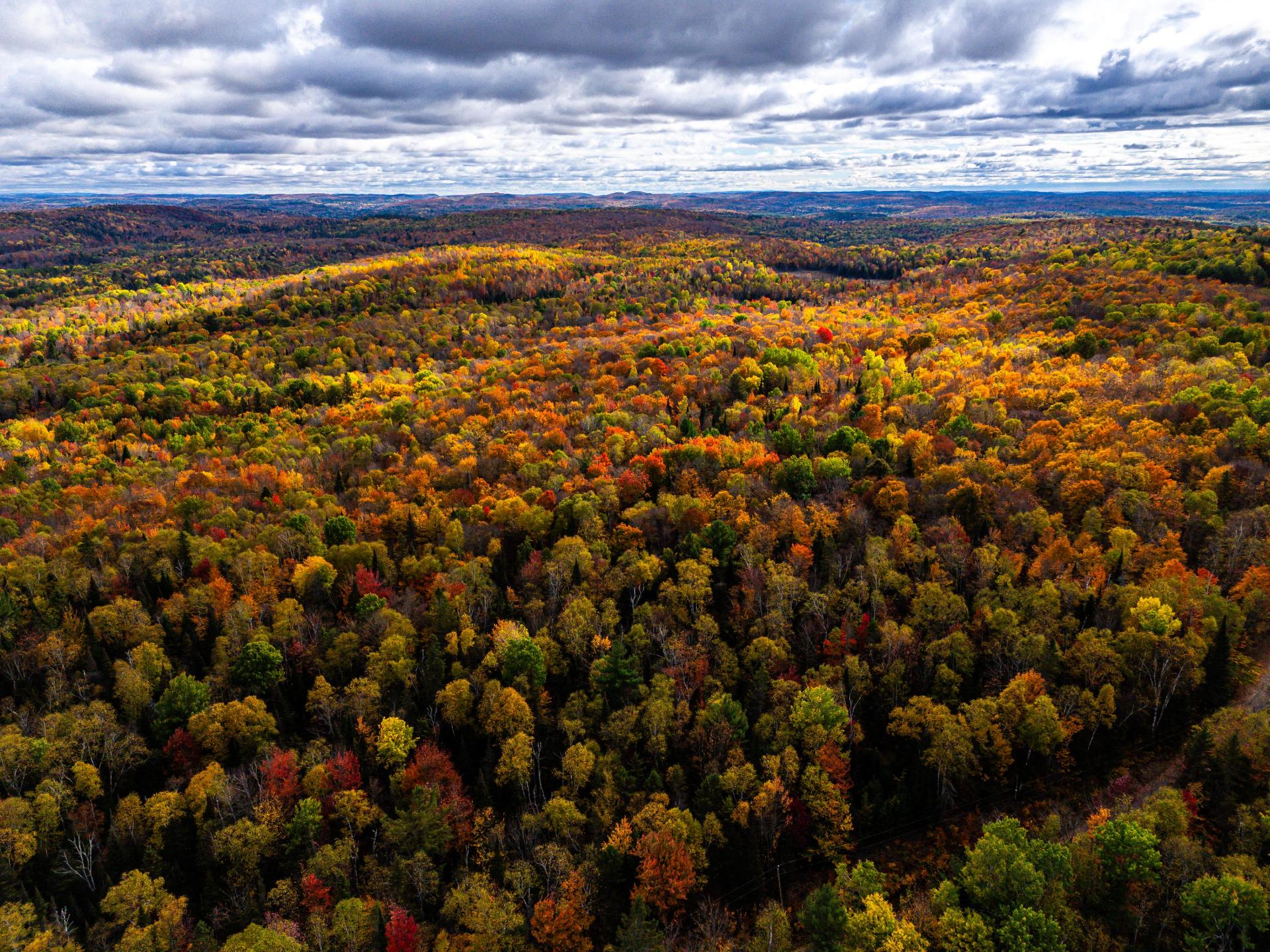 Photo - Aerial photo