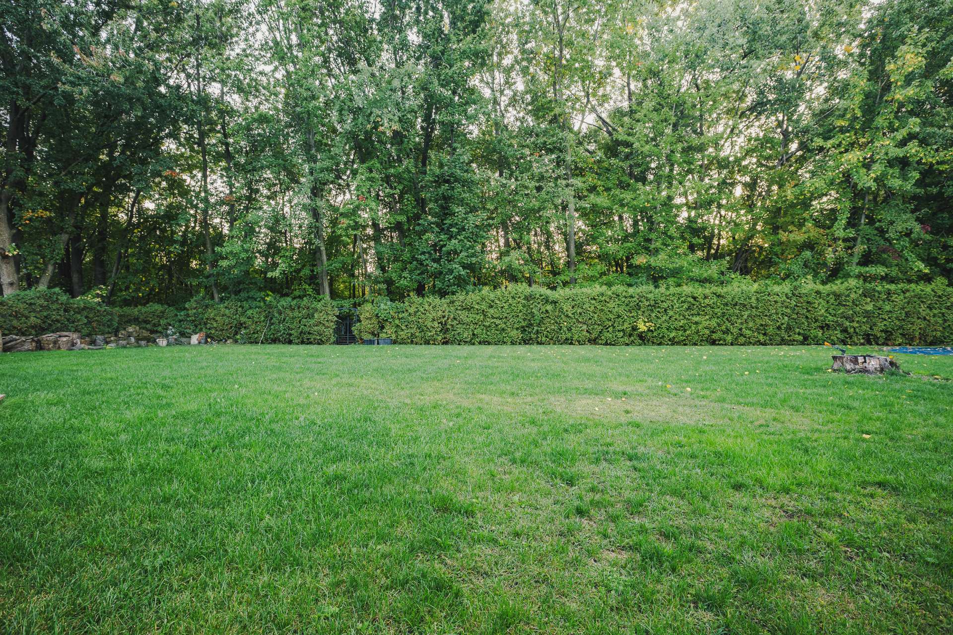 Photo - Backyard