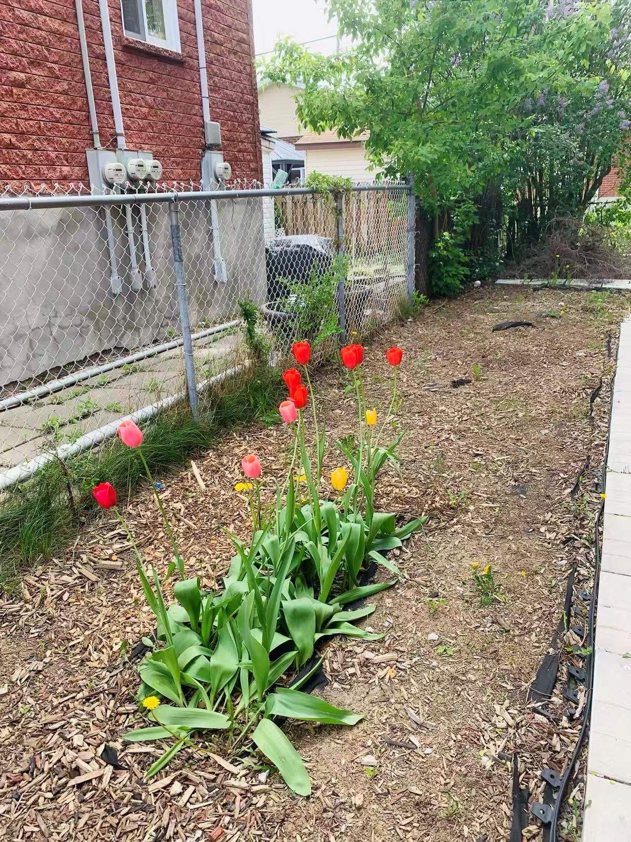 Photo - Backyard