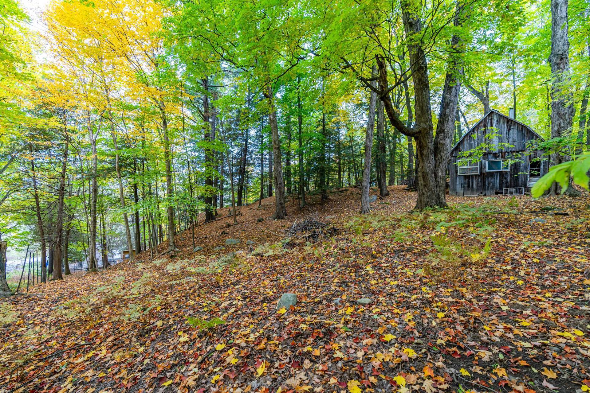 Photo - Wooded area