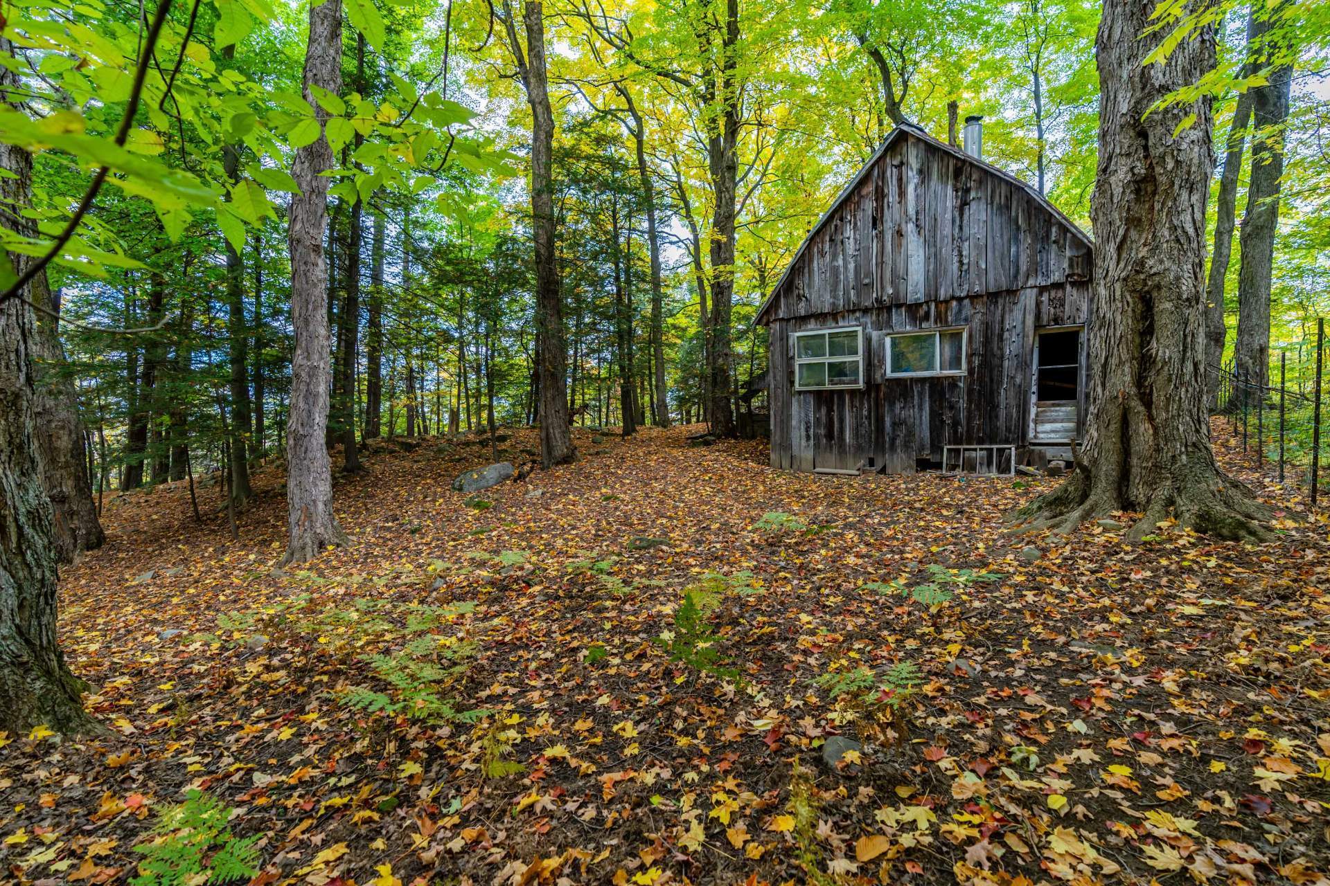 Photo - Wooded area