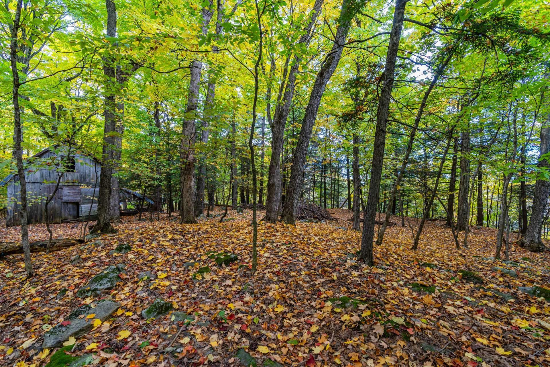 Photo - Wooded area