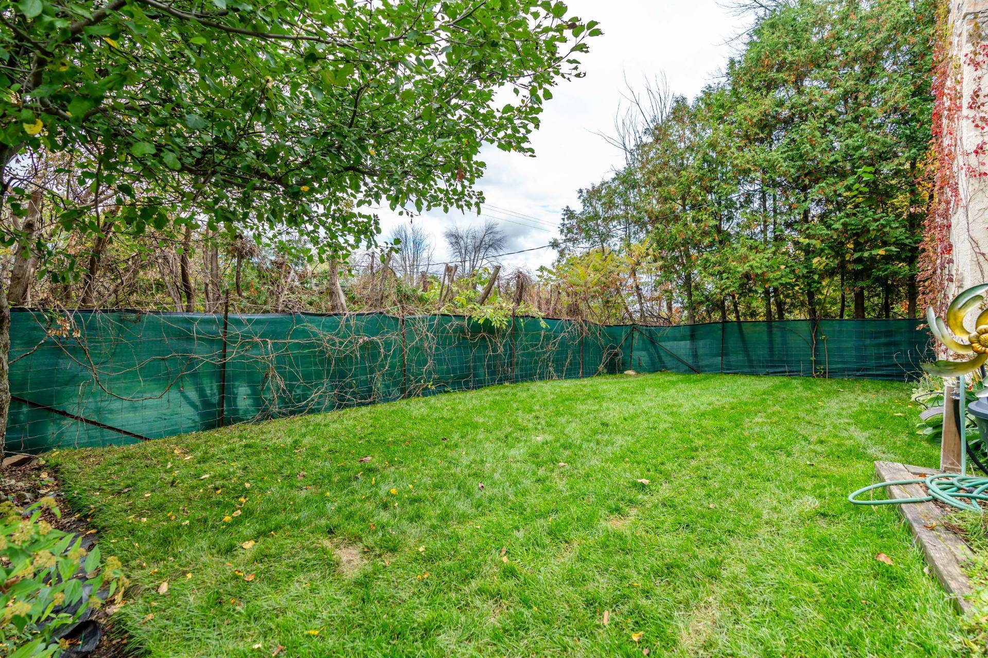 Photo - Backyard